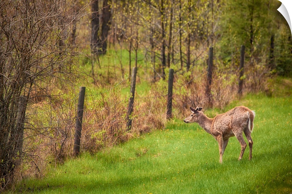 A photo of a young buck being alert in a green field.