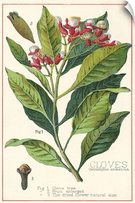 Clove Plant