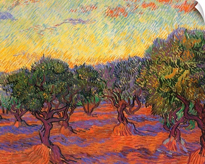 Grove of Olive Trees