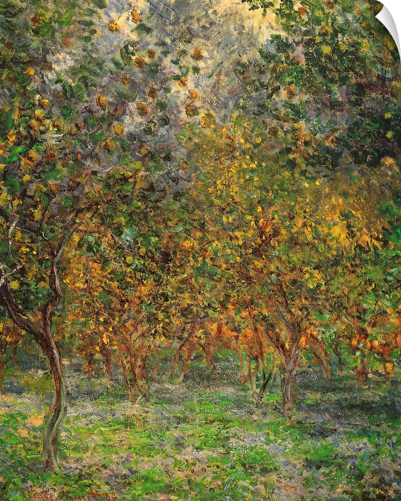 Vertical, oversized classic painting of a large group of lemon trees in Bordighera, Italy.  Painted with short brushstroke...