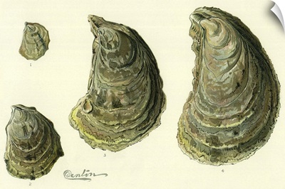 Oysters Ages 1-4