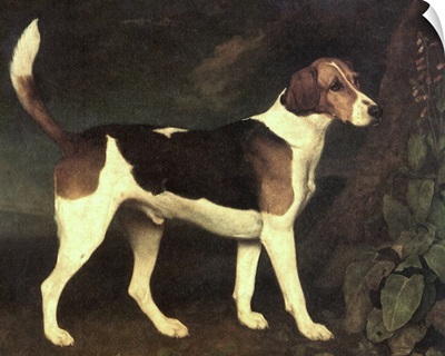 Ringwood, a Brocklesby Foxhound