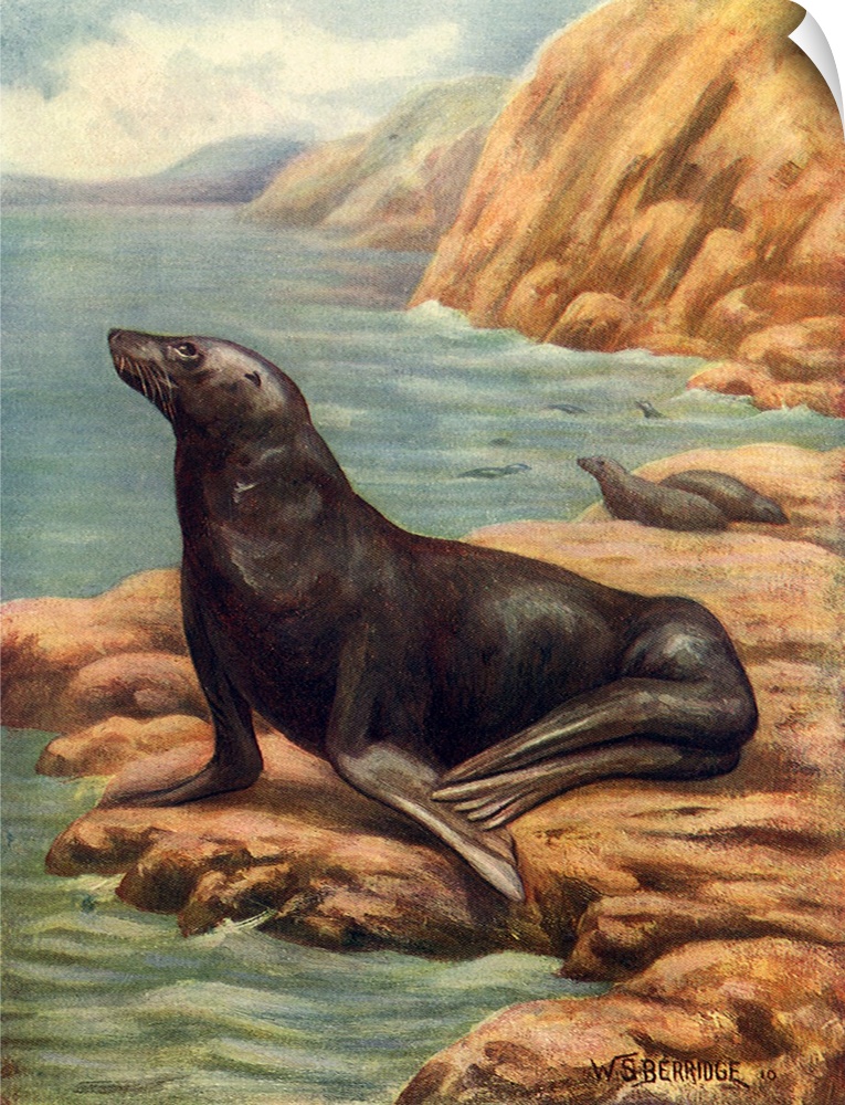 California Sea-Lion