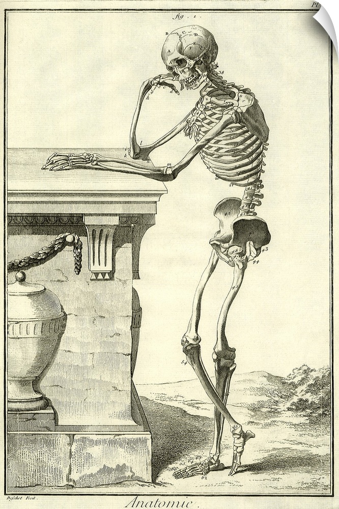 Squelette V de Cte