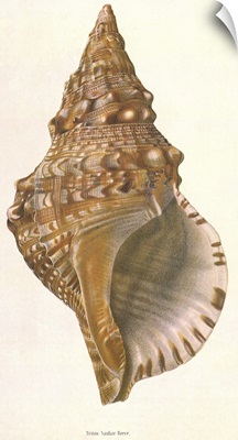 Triton Shell