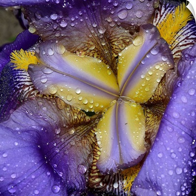 A Beautiful Inside Of A Iris
