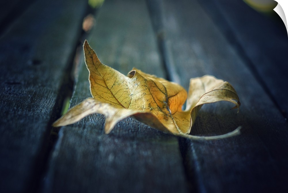 A fallen leaf resting on a dark wooden bench.