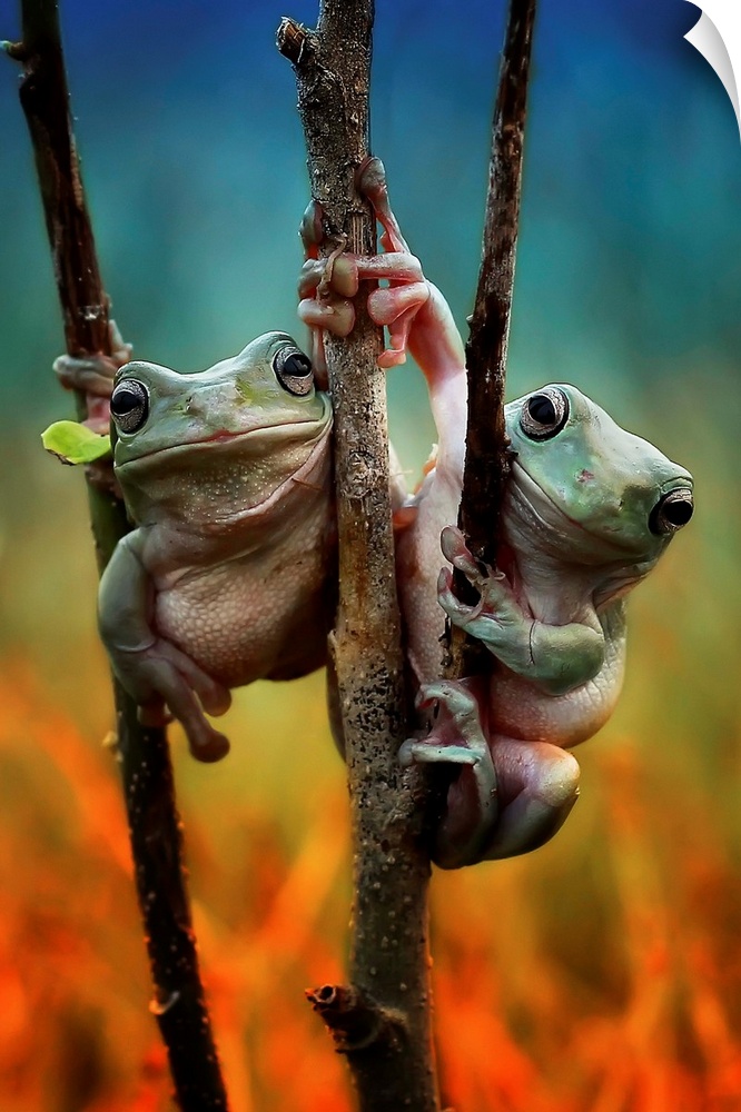 Photograph of two frogs latched onto thin branches together.