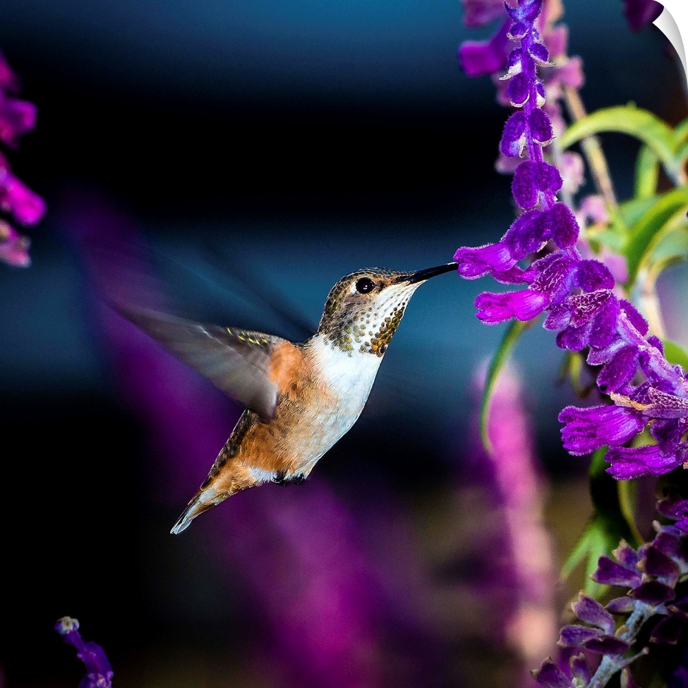 Tiny Allen's Hummingbird visiting a salvia plant.