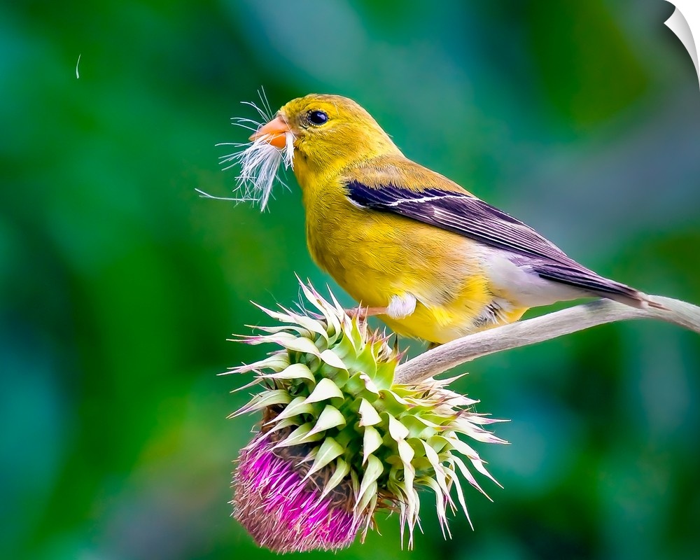 A female American Goldfinch on a thistle flower.