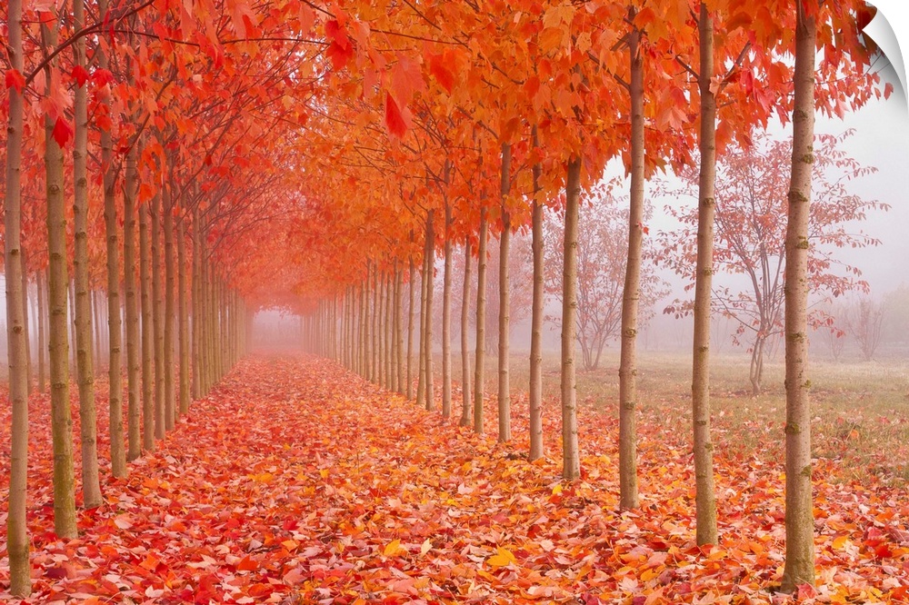 Perfect rows of thin trees along a walkway covered in bright orange fall leaves.