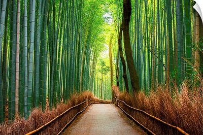 Bamboo Forests of Kyoto