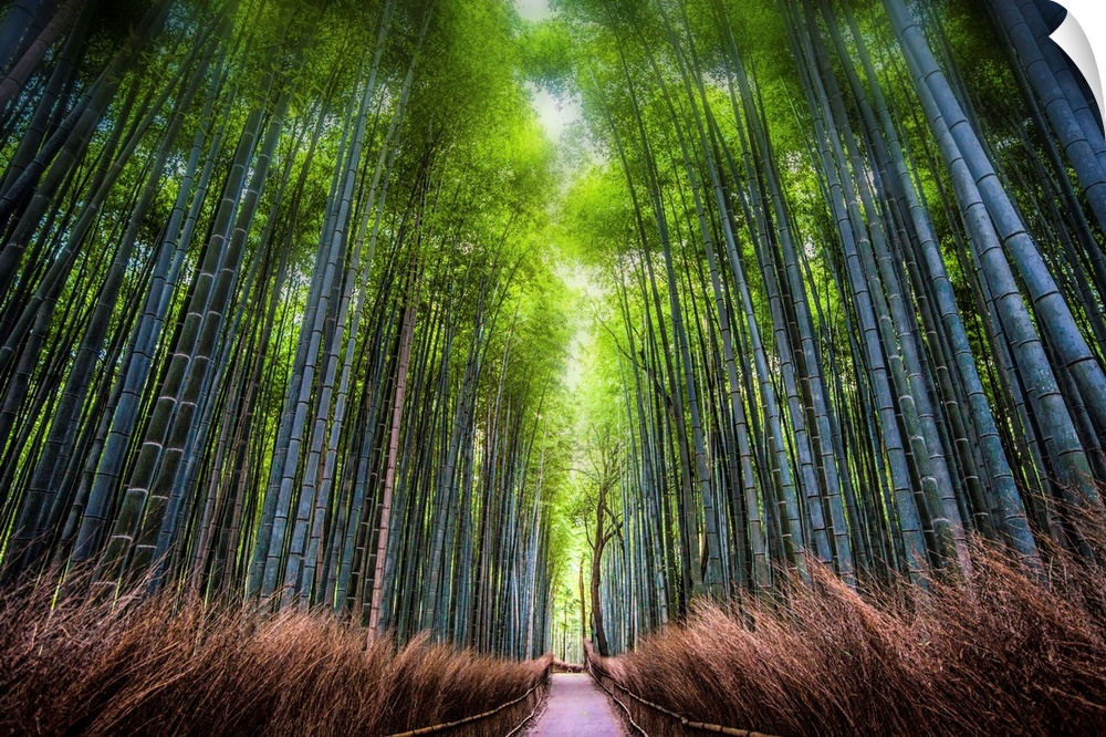 Bamboo grove in Sagano, Arashiyama, Kyoto, Japan.