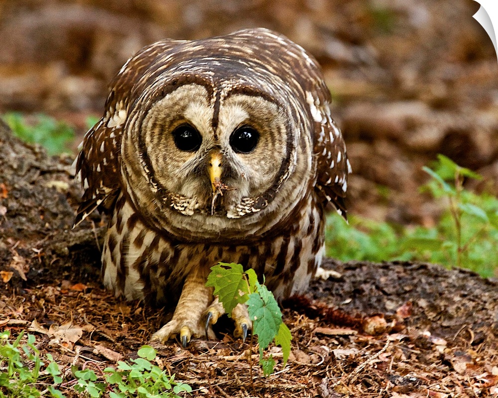 A Barred Owl on the ground, in a defensive posture.