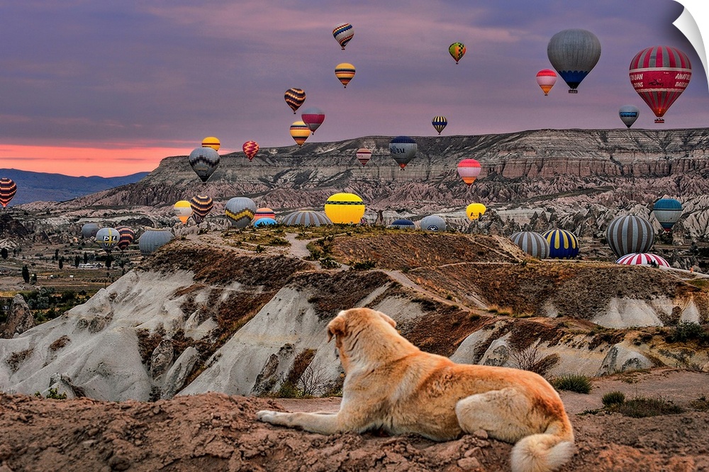 A dog watching hot air balloons floating in the sky in Cappadocia, Turkey.