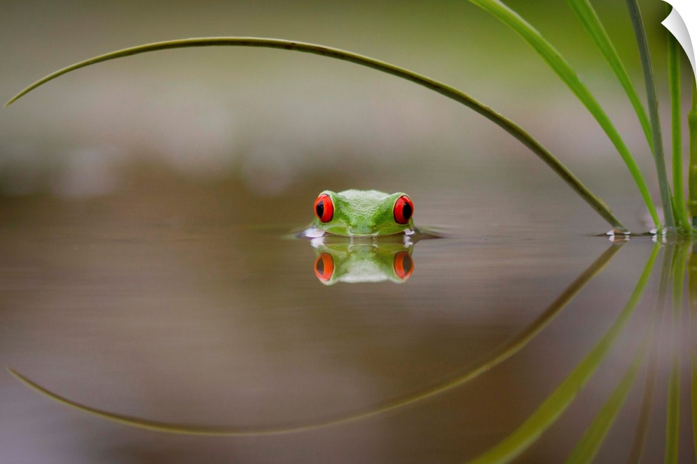 A small tree frog peeking out from the water's surface.