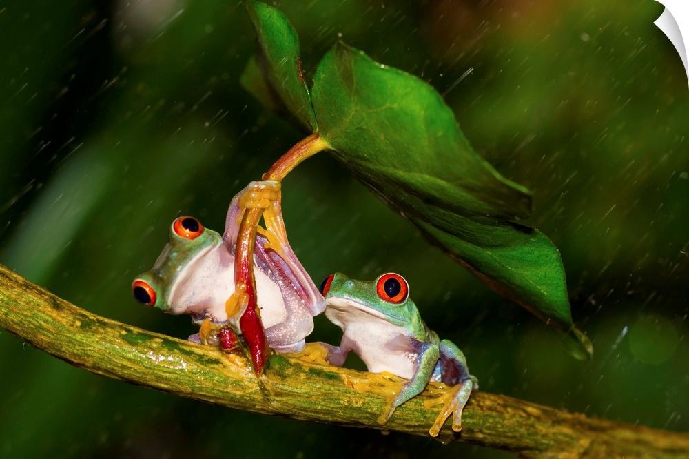 During the day, red-eyed tree frogs mostly sleep, keeping their eyes closed to help camouflage themselves. If disturbed, a...