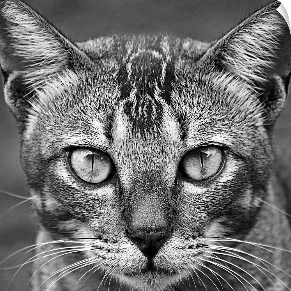 Intense black and white portrait of a cat.