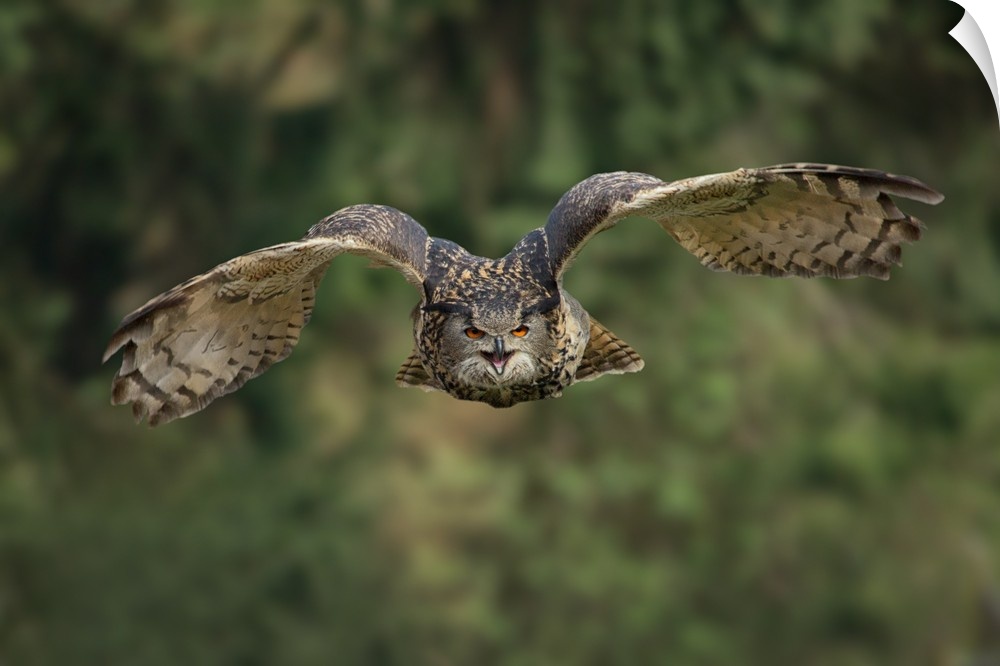 A Eurasian Eagle Owl (Bubo bubo) in flight.