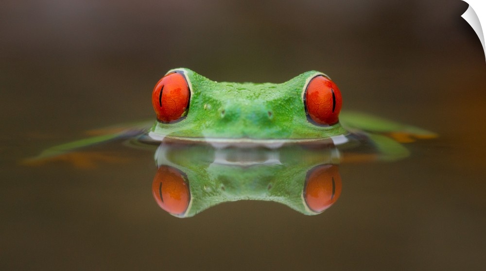 A red-eyed tree frog submerged in water with just its red eyes showing.