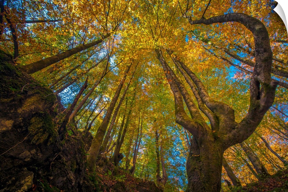 Beautiful fall colors in the trees at Kamacnik Canyon, Vrbovsko, Croatia.