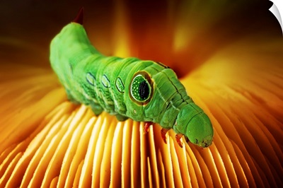 Caterpillar on a Mushroom