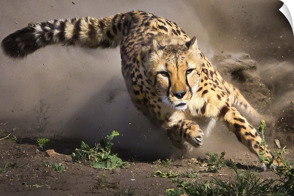 A Cheetah focuses on its target as it races to catch it.