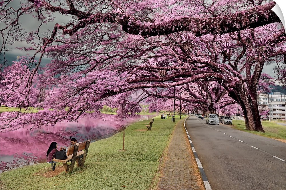 Beautiful pink trees blossoming in a park in Malaysia.
