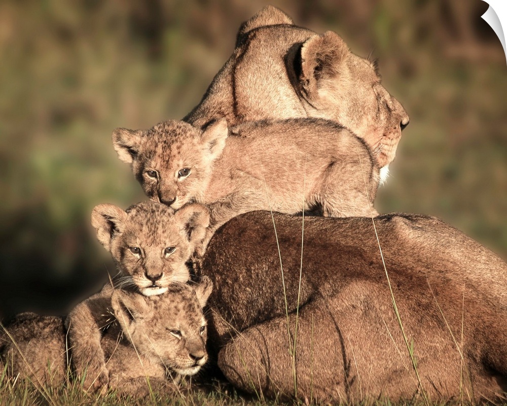 Mother lioness with her three cubs climbing on her back.