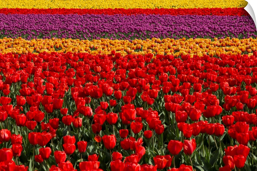 Rows of tulips in a field, Skagit Valley, Washington.