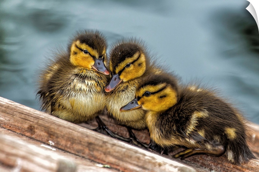 A trio of baby ducks snuggling together.