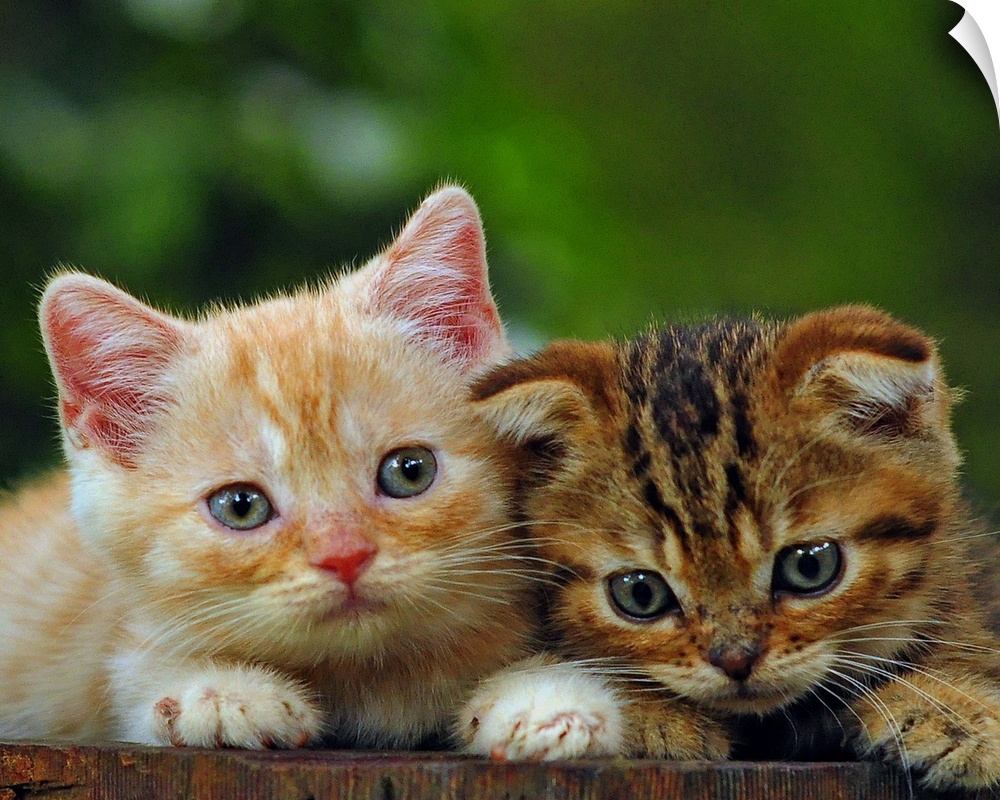 Two adorable little tabby kittens.