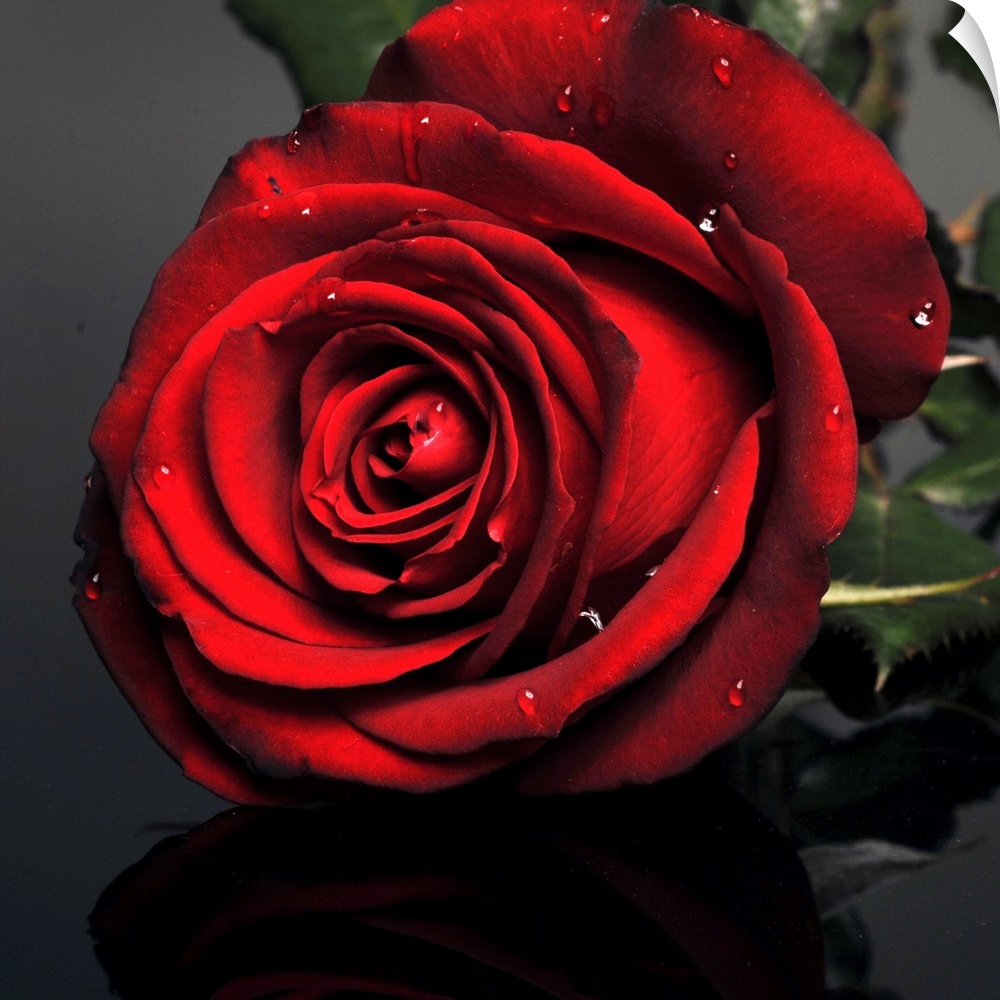 Dark red rose with drops