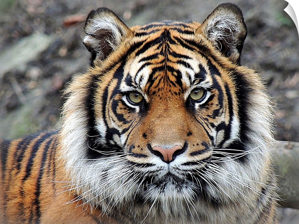 Portrait of a tiger with an intense expression.