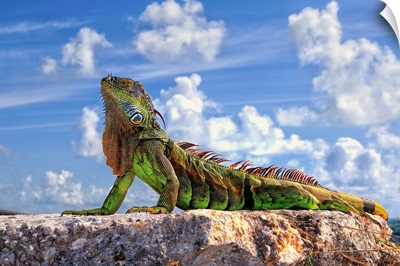 Dragon Of Key West