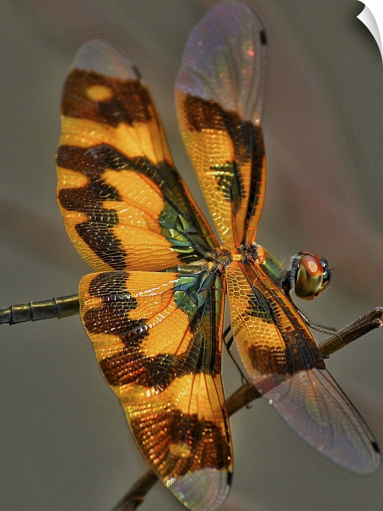 A small dragonfly on a twig.