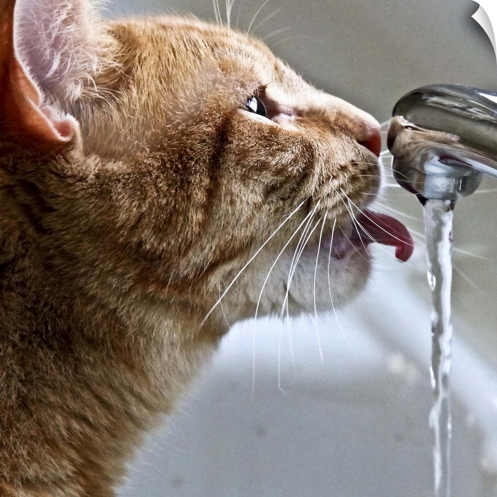 Sammy drinks some water from the faucet.