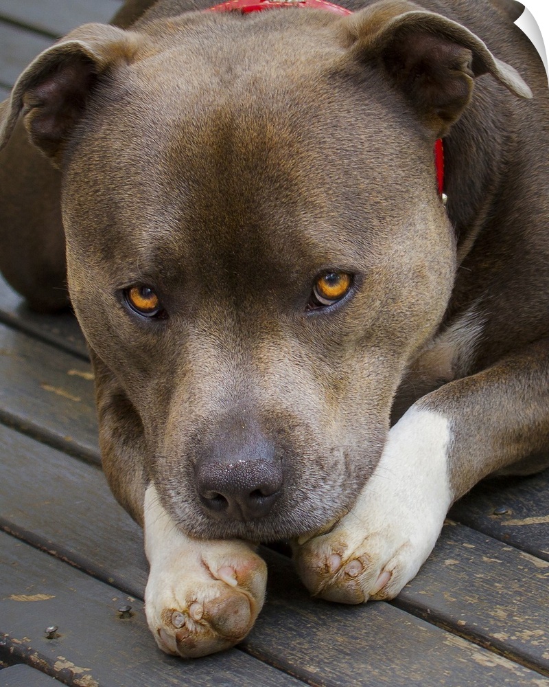 A Staffordshire Bull Terrier lying down with bright orange eyes.