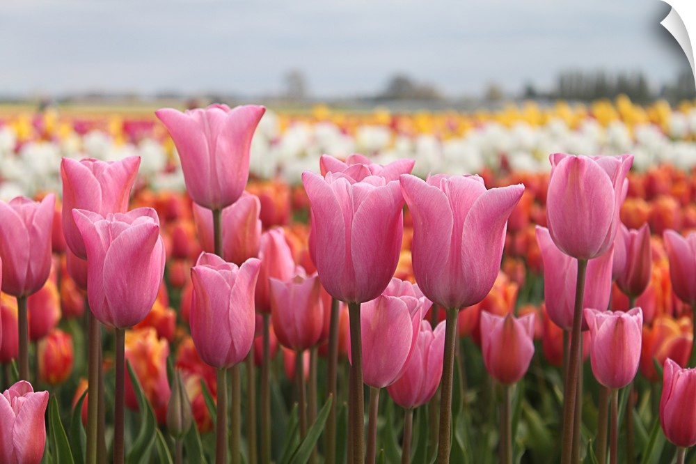 Tulip festival in Woodburn, Oregon.