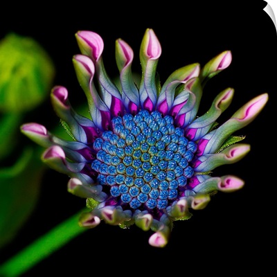 Emerging South African Daisy
