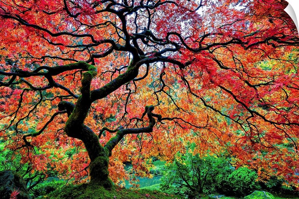 Maple tree in the Japanese Garden in Portland, Oregon.