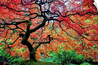 Fall Color at the Portland Japanese Garden