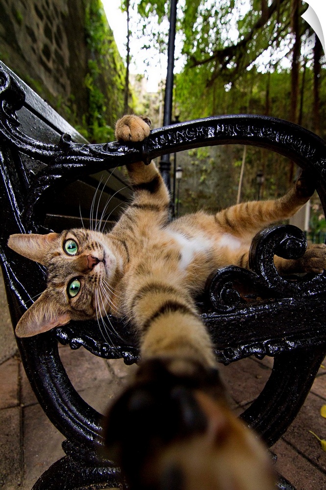 A cute cat on a park bench grabbing for the camera.