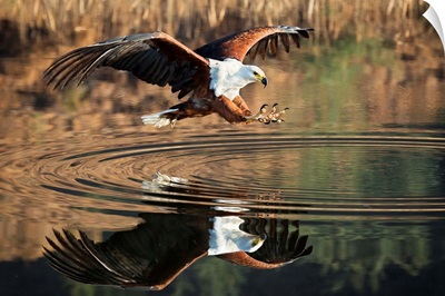 Fish Eagle Attack