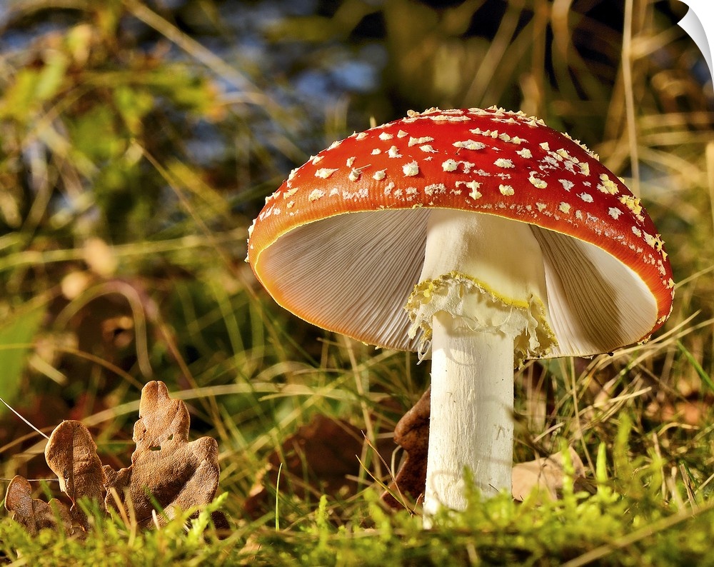 A large red mushroom with white spots in a forest.