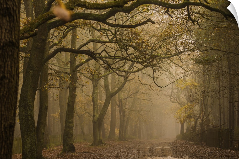 The woods on a foggy autumn day.