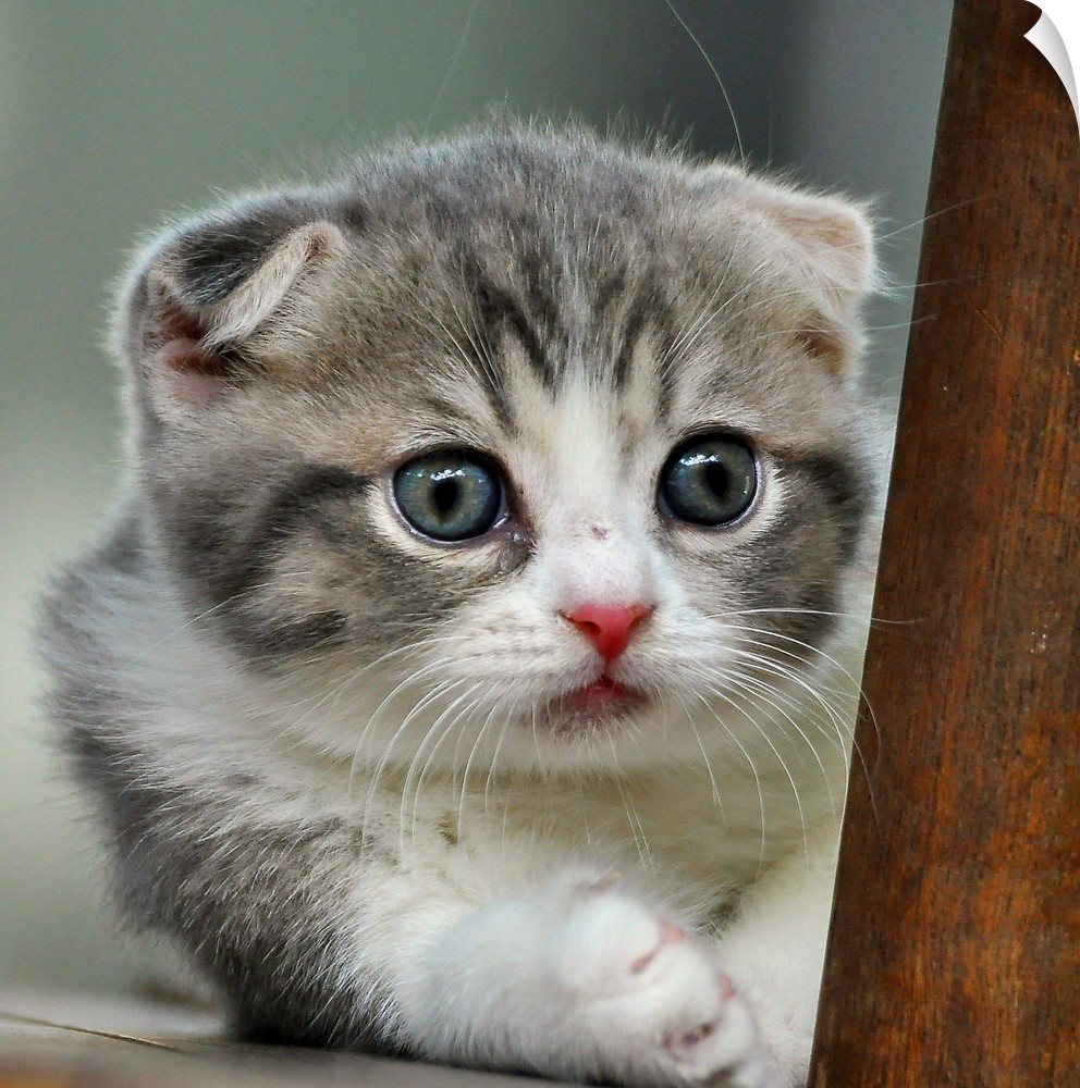 A cute little Scottish-fold kitten.