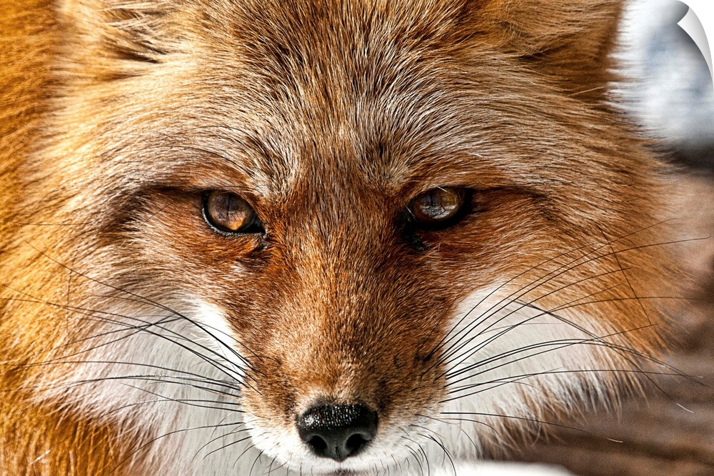 Portrait of a red fox with long whiskers.
