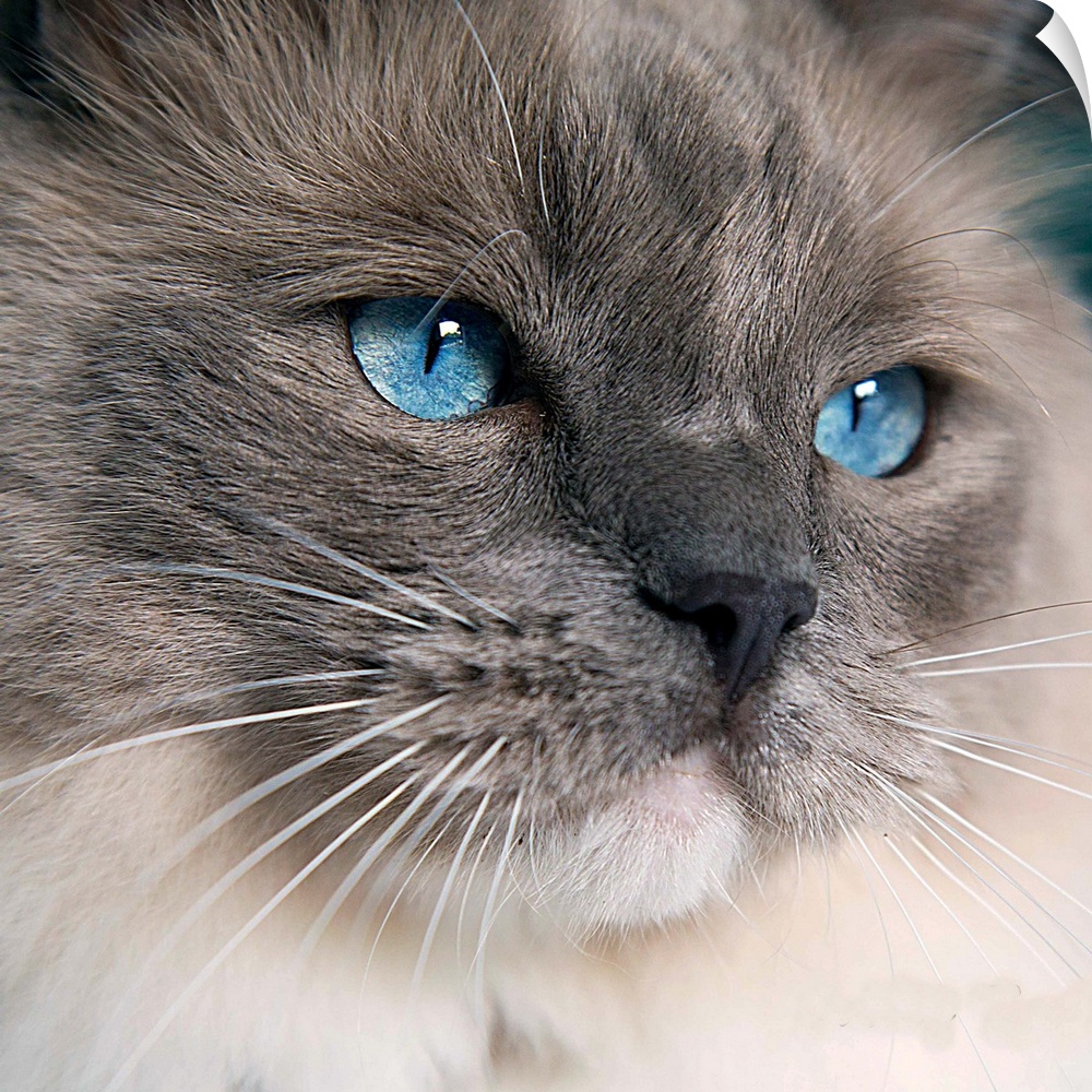 A Ragdoll cat with the most gorgeous blue eyes.