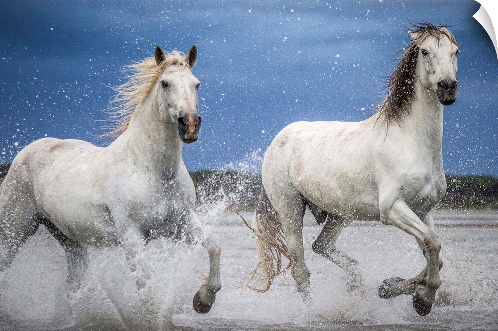 Camargue horses running through the water during a storm.
